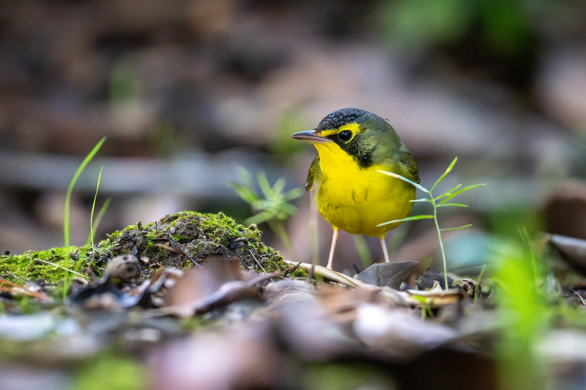 Kentucky Warbler - ML646005894