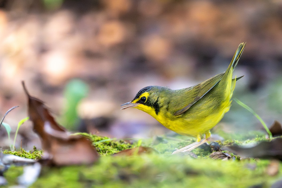 Kentucky Warbler - ML646005895