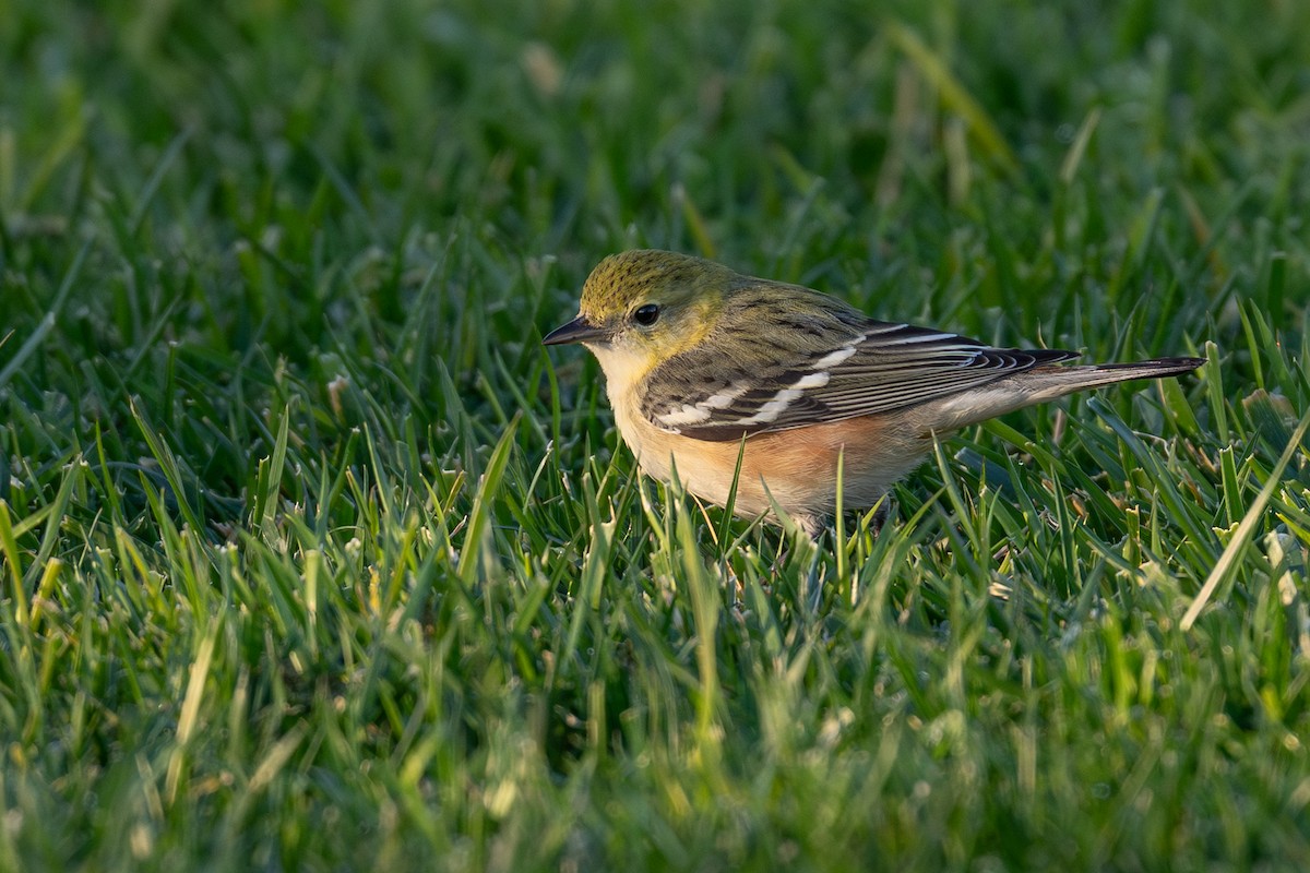 Bay-breasted Warbler - ML646005896