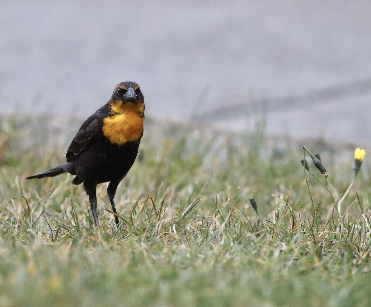 Yellow-headed Blackbird - ML646005898