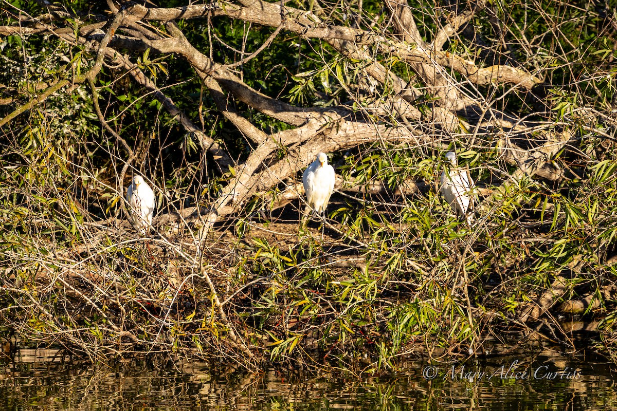 Airone guardabuoi - ML646005899