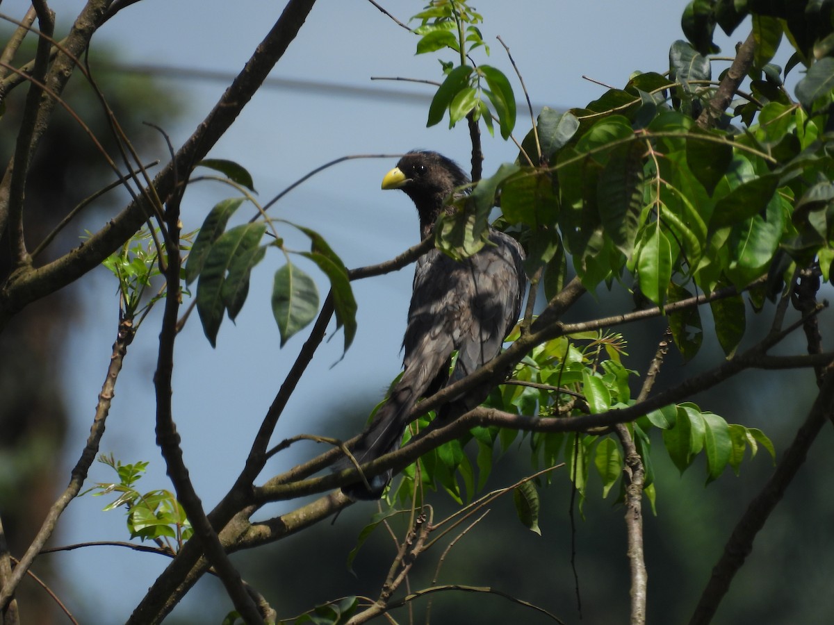Western Plantain-eater - ML646005905