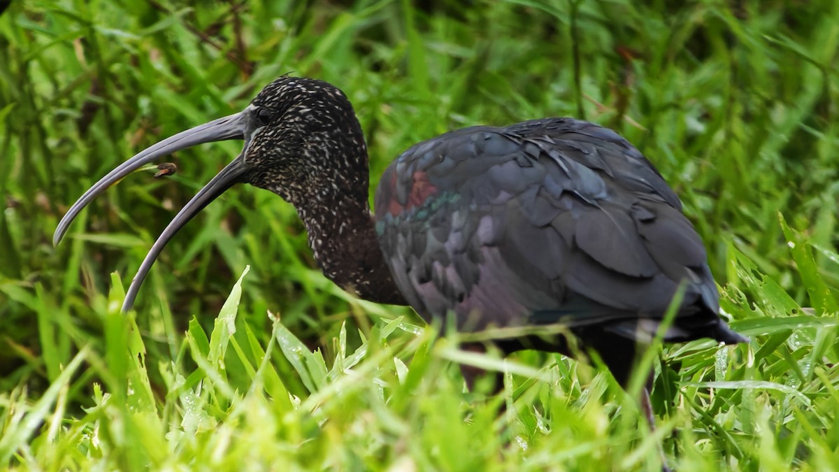 Mignattaio - ML646005906