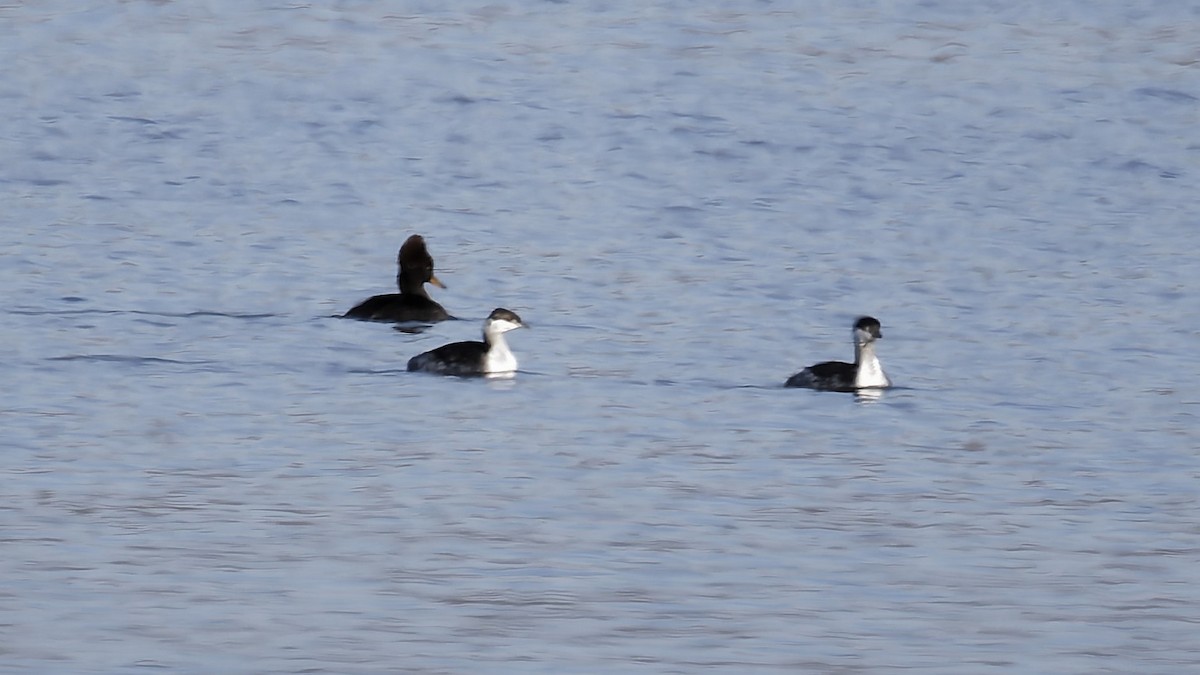 Svasso cornuto - ML646005907