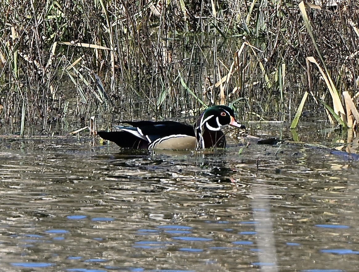 Wood Duck - ML646005912