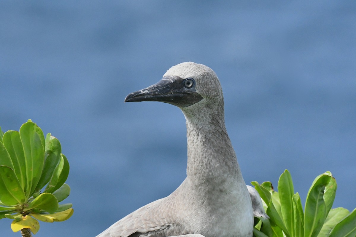Red-footed Booby - ML646005915