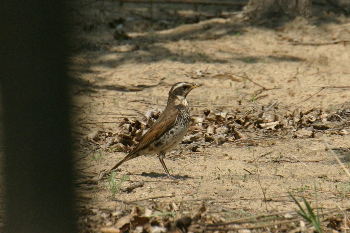 קיכלי חום-כנף - ML646005918
