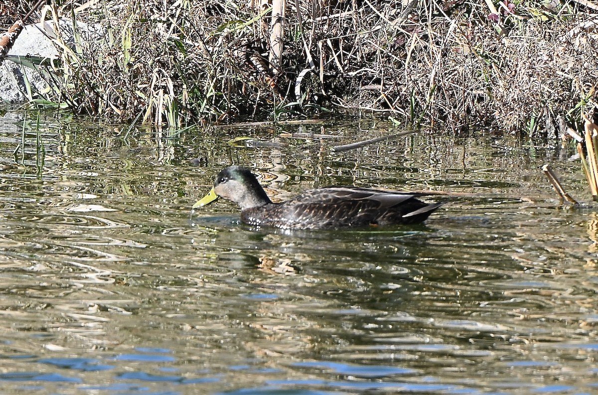 Крижень звичайний х американський - ML646005920