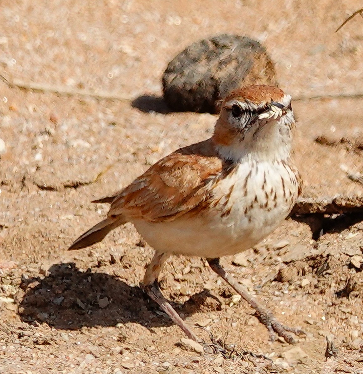 Dune Lark (Dune) - ML646005927