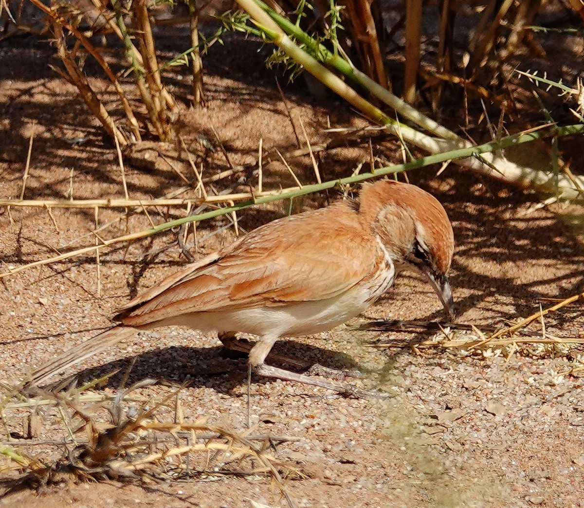 Dune Lark (Dune) - ML646005928