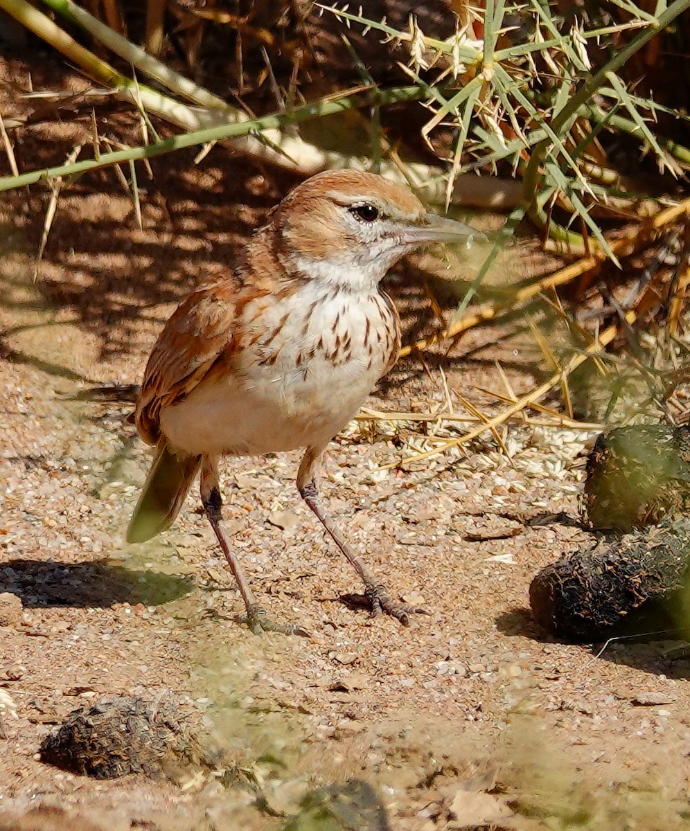 Dune Lark (Dune) - ML646005929