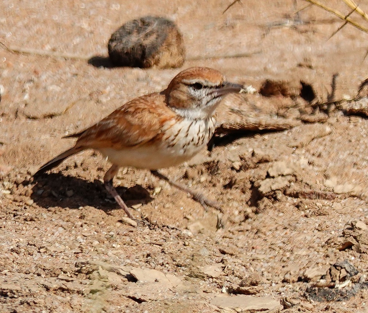 Dune Lark (Dune) - ML646005930