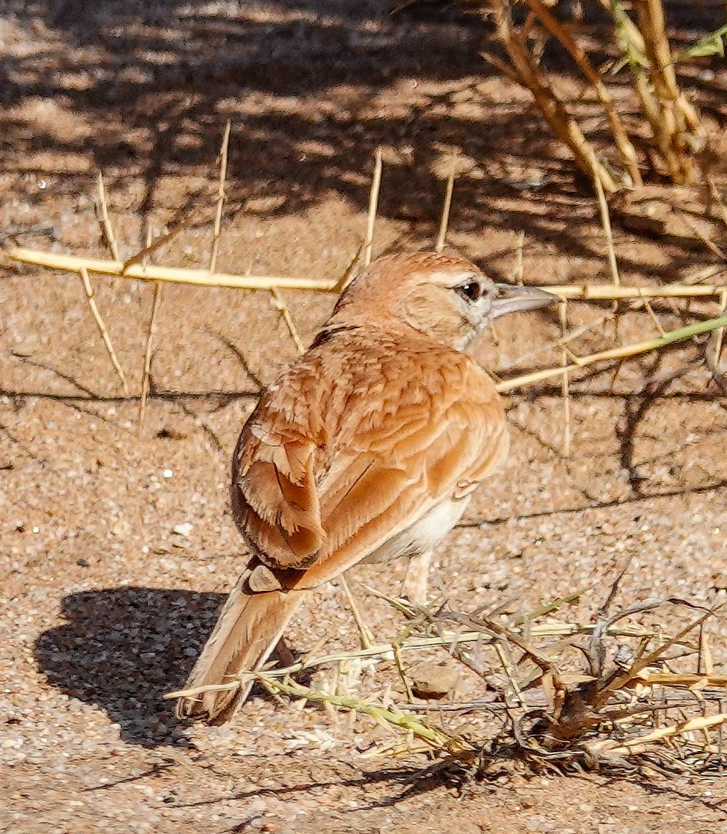 Dune Lark (Dune) - ML646005931