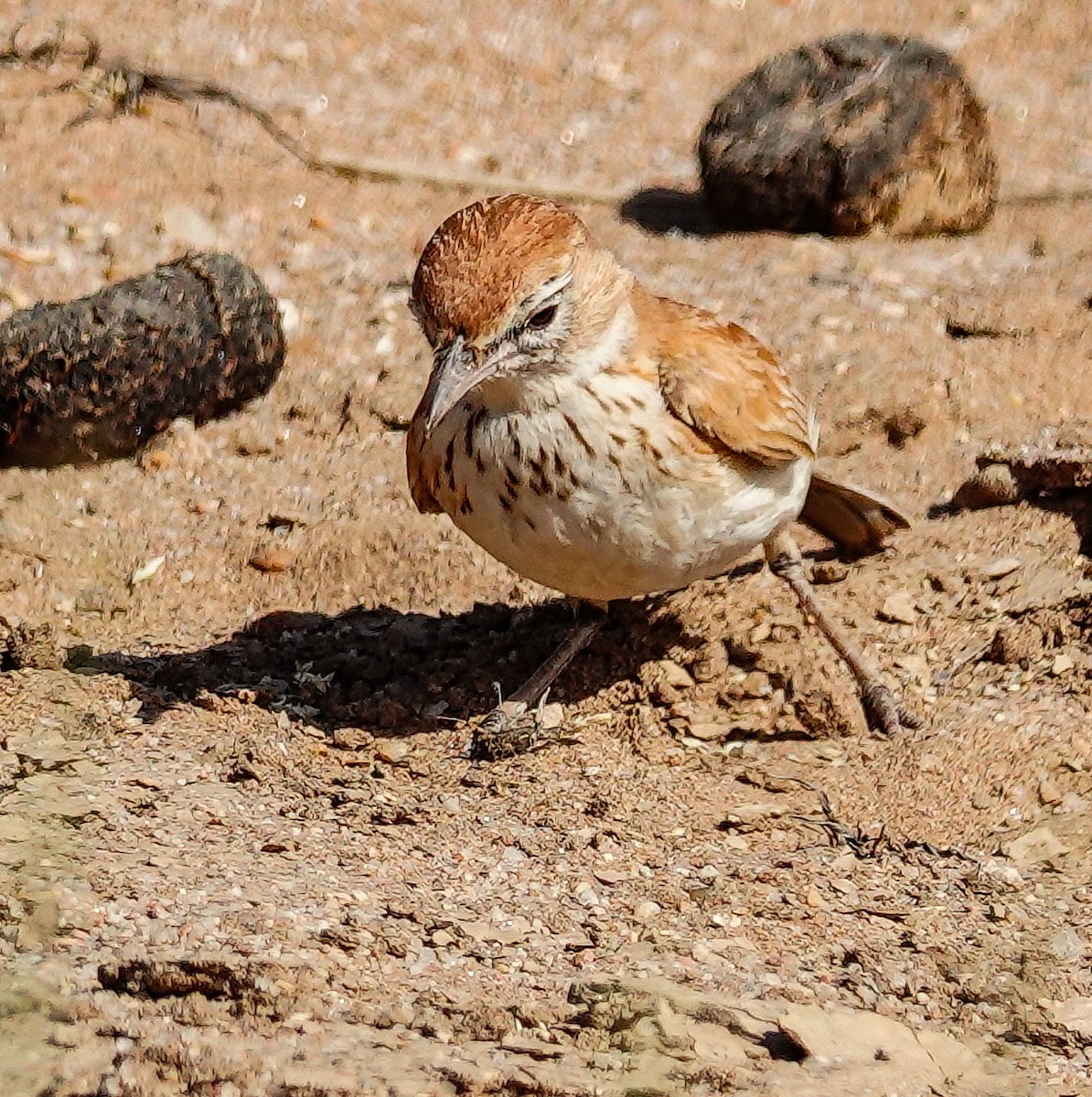 Dune Lark (Dune) - ML646005932