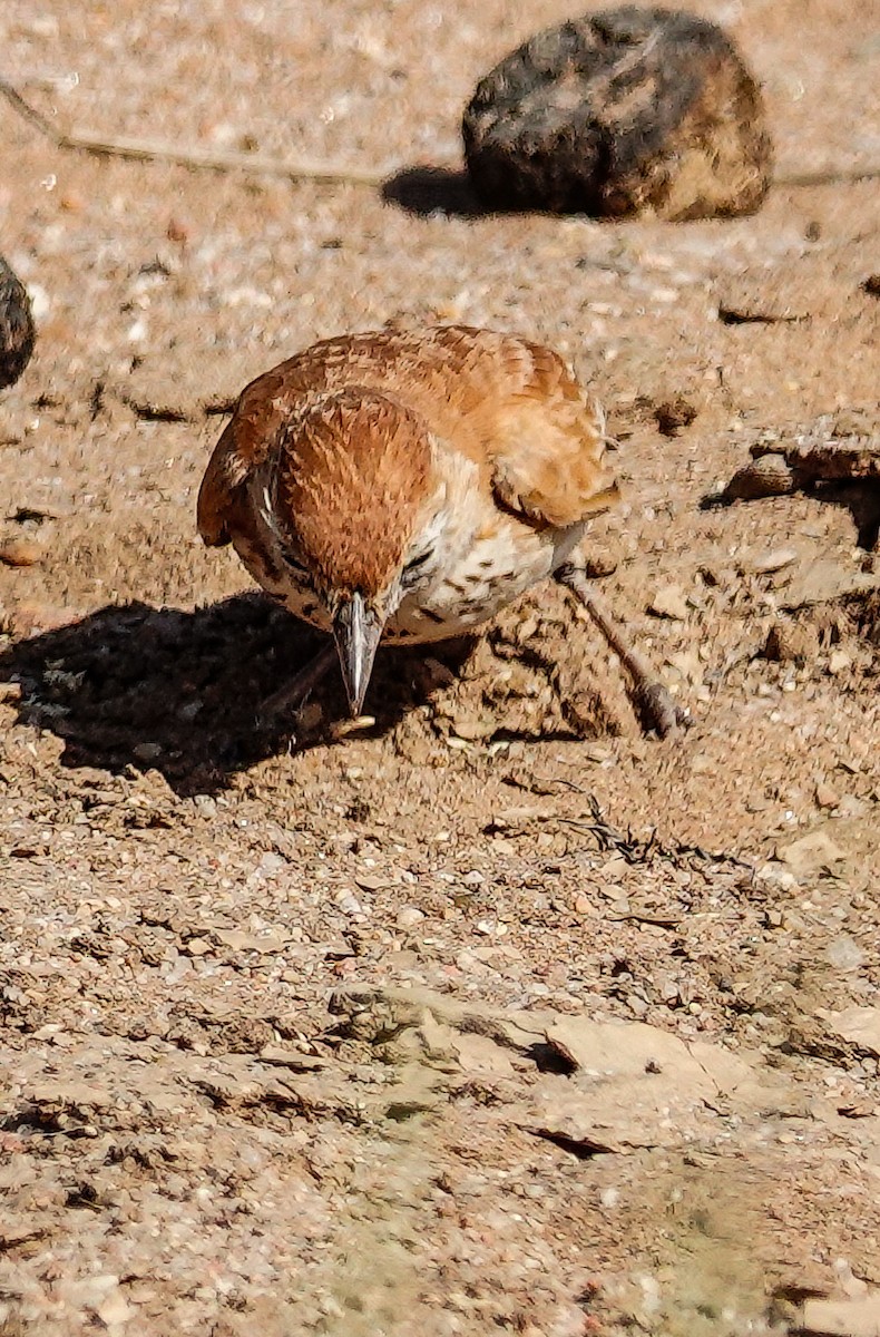 Dune Lark (Dune) - ML646005933