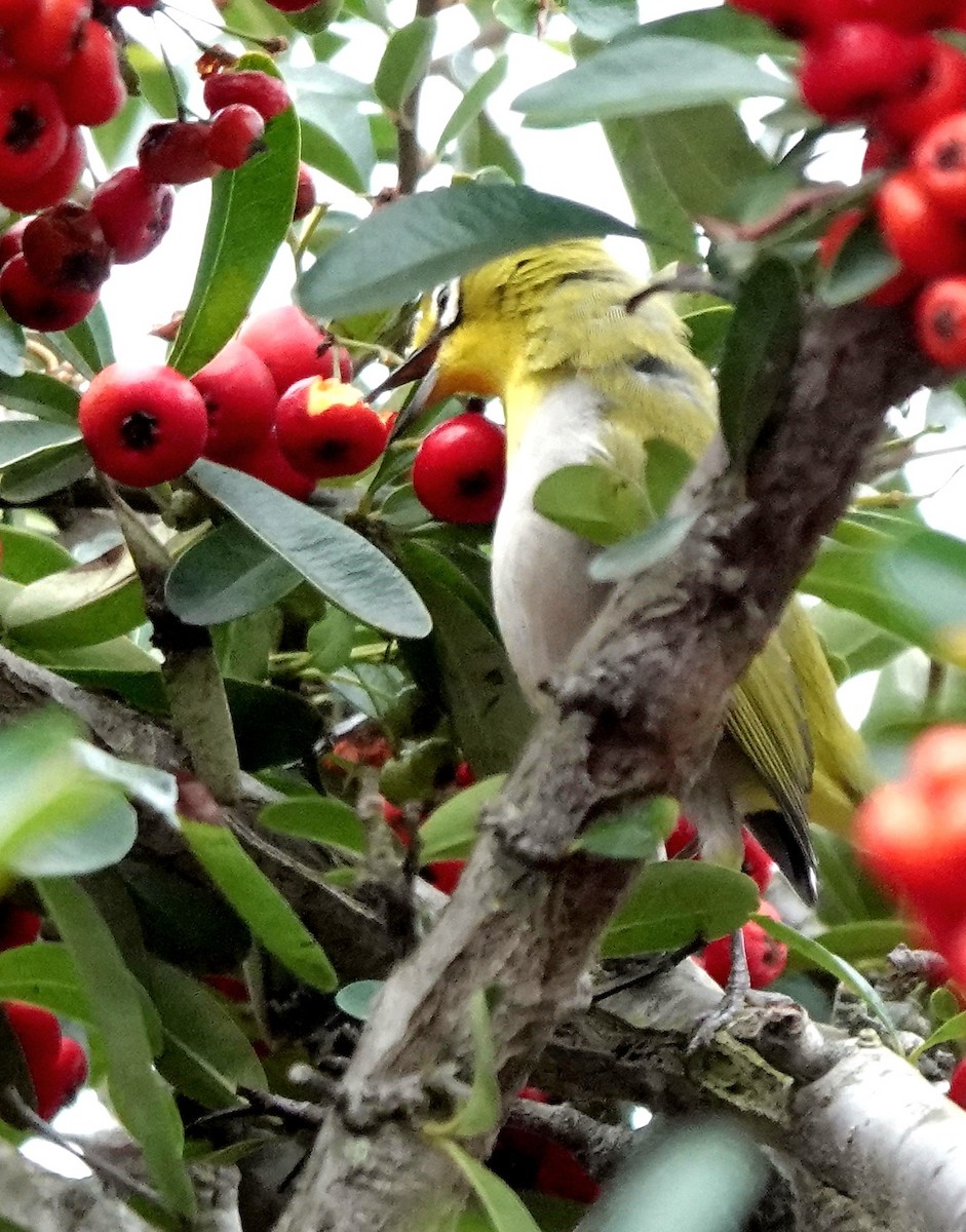 Anteojitos de Swinhoe - ML646005934