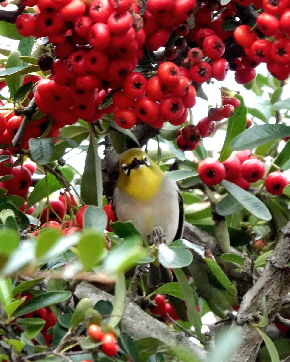 Anteojitos de Swinhoe - ML646005936