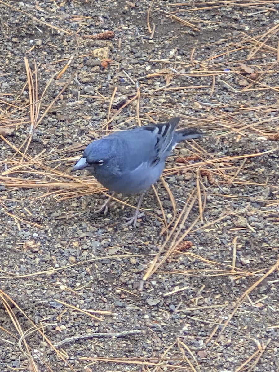 Pinson bleu - ML646005939