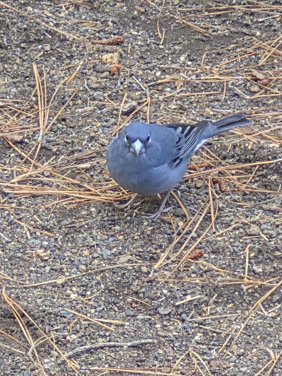 Pinson bleu - ML646005947