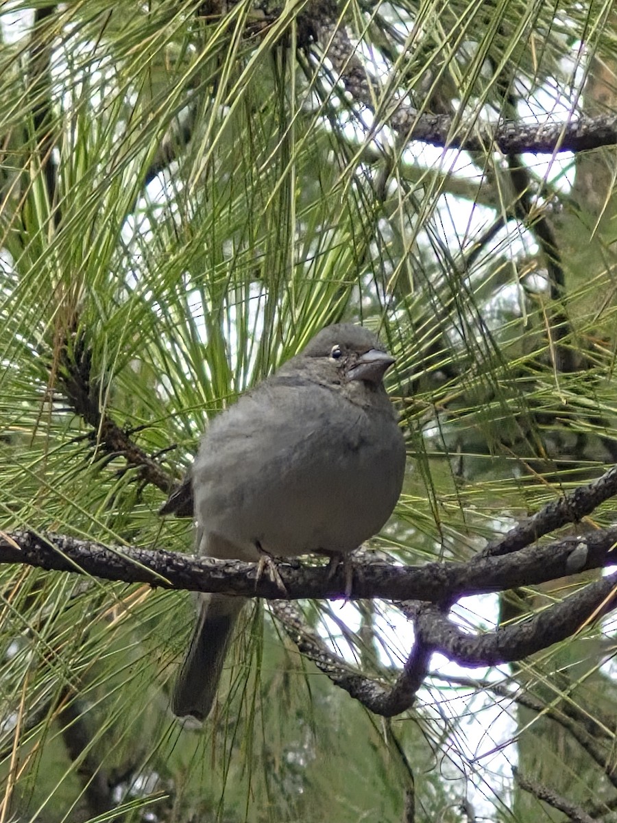 Pinson bleu - ML646005949