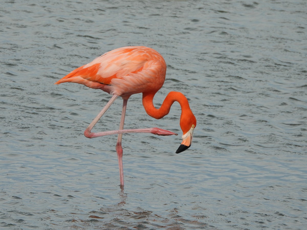American Flamingo - ML646005954