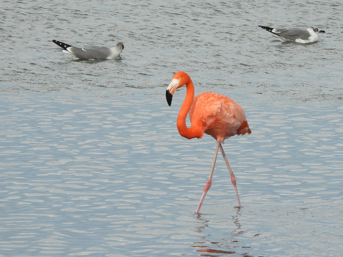 American Flamingo - ML646005955