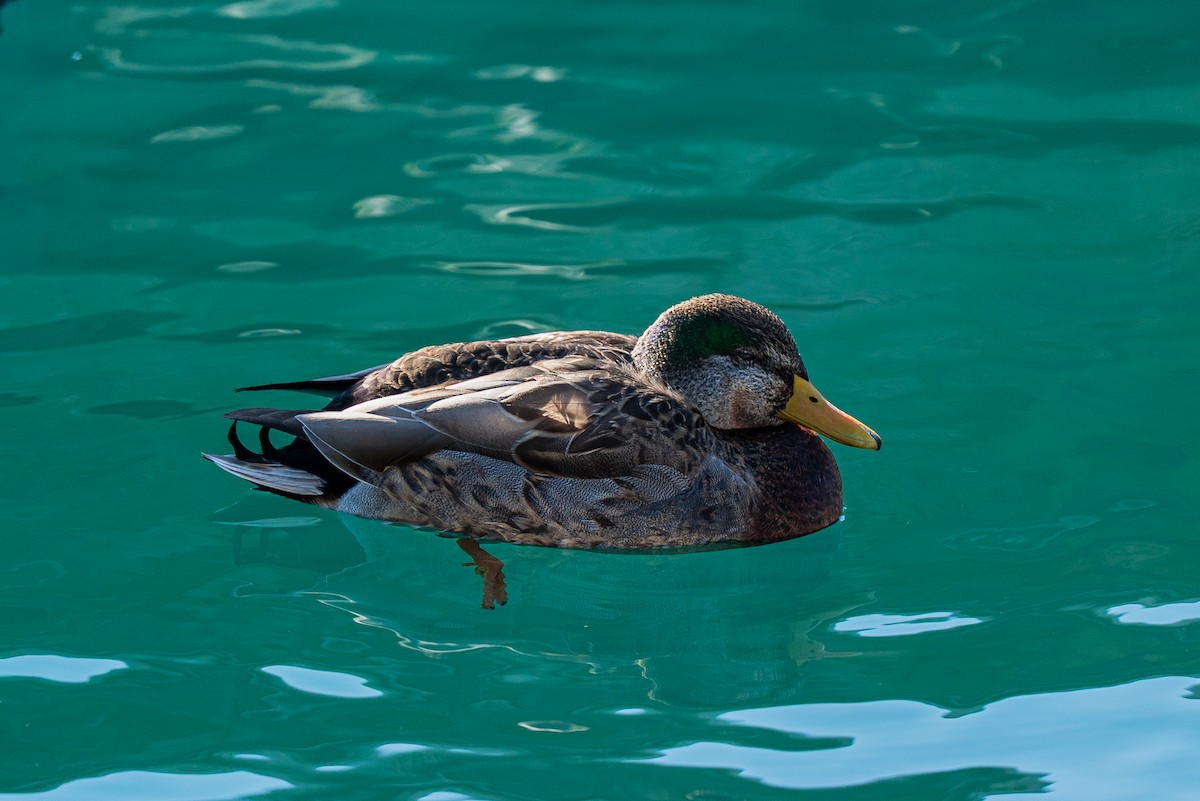 マガモ - ML646005958