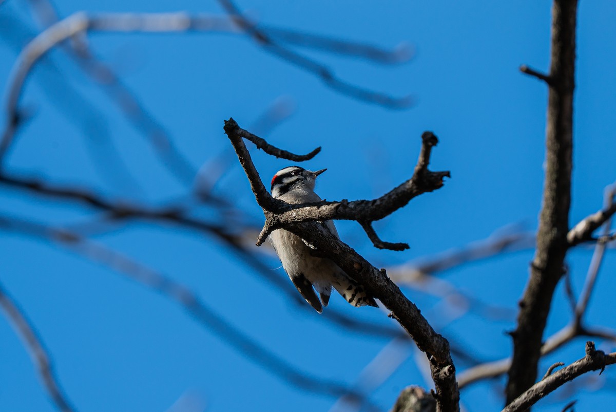 セジロコゲラ - ML646005959