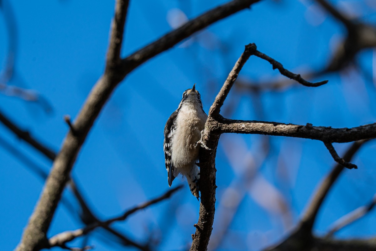 セジロコゲラ - ML646005960