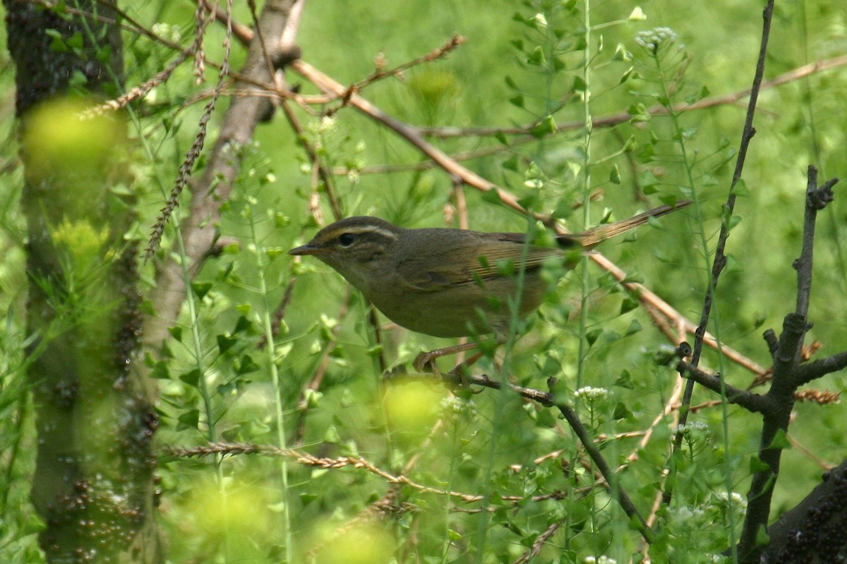 עלווית עבת-מקור - ML646005963