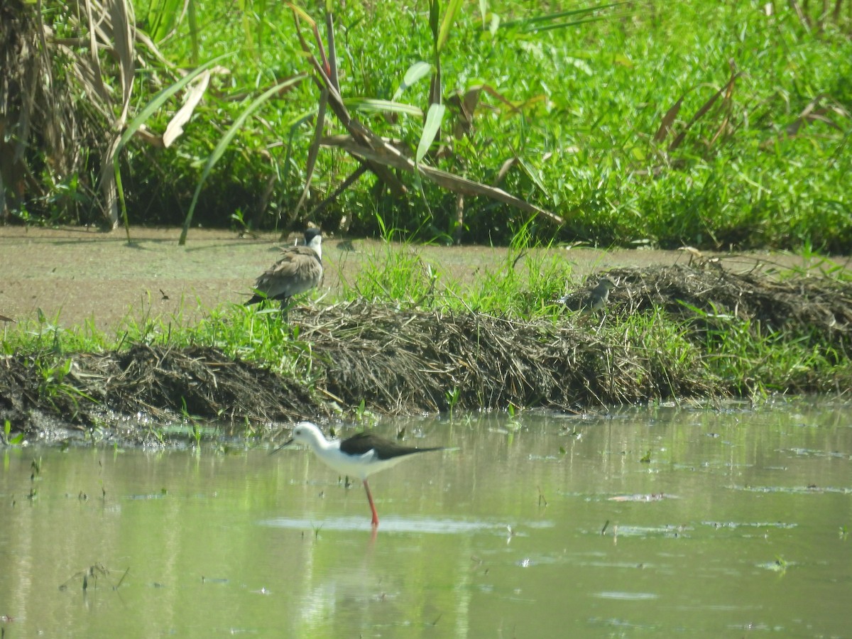 セイタカシギ - ML646005969