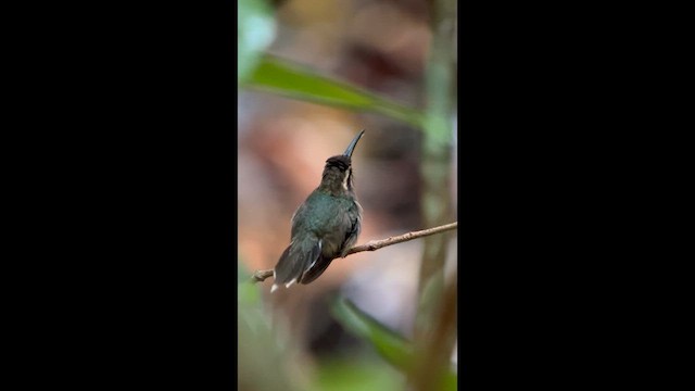 クロアゴユミハチドリ - ML646005970