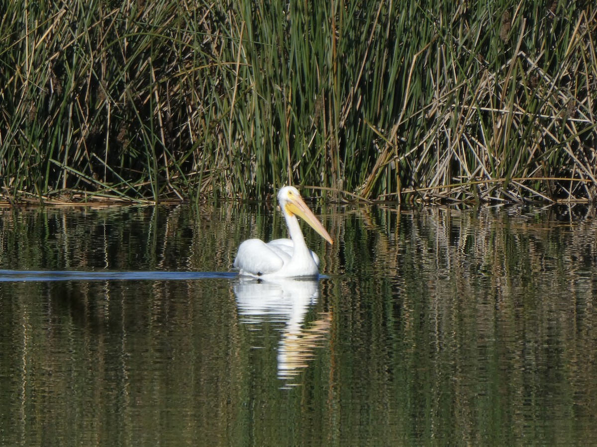 アメリカシロペリカン - ML646005981