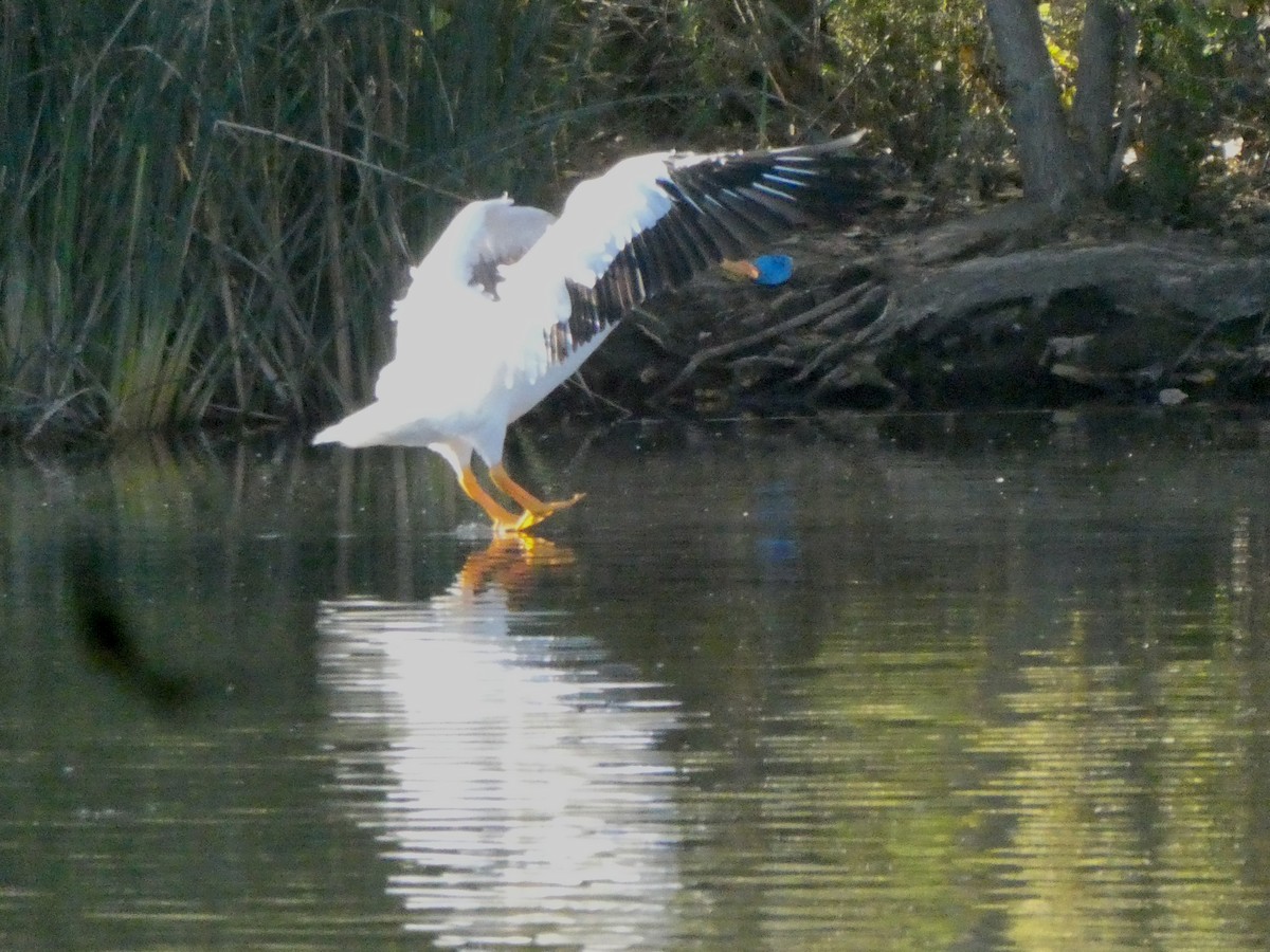 アメリカシロペリカン - ML646005982