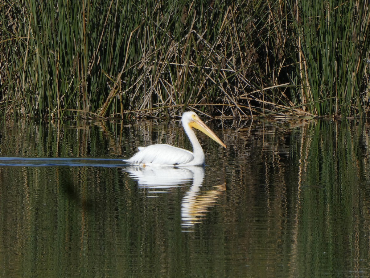 アメリカシロペリカン - ML646005983