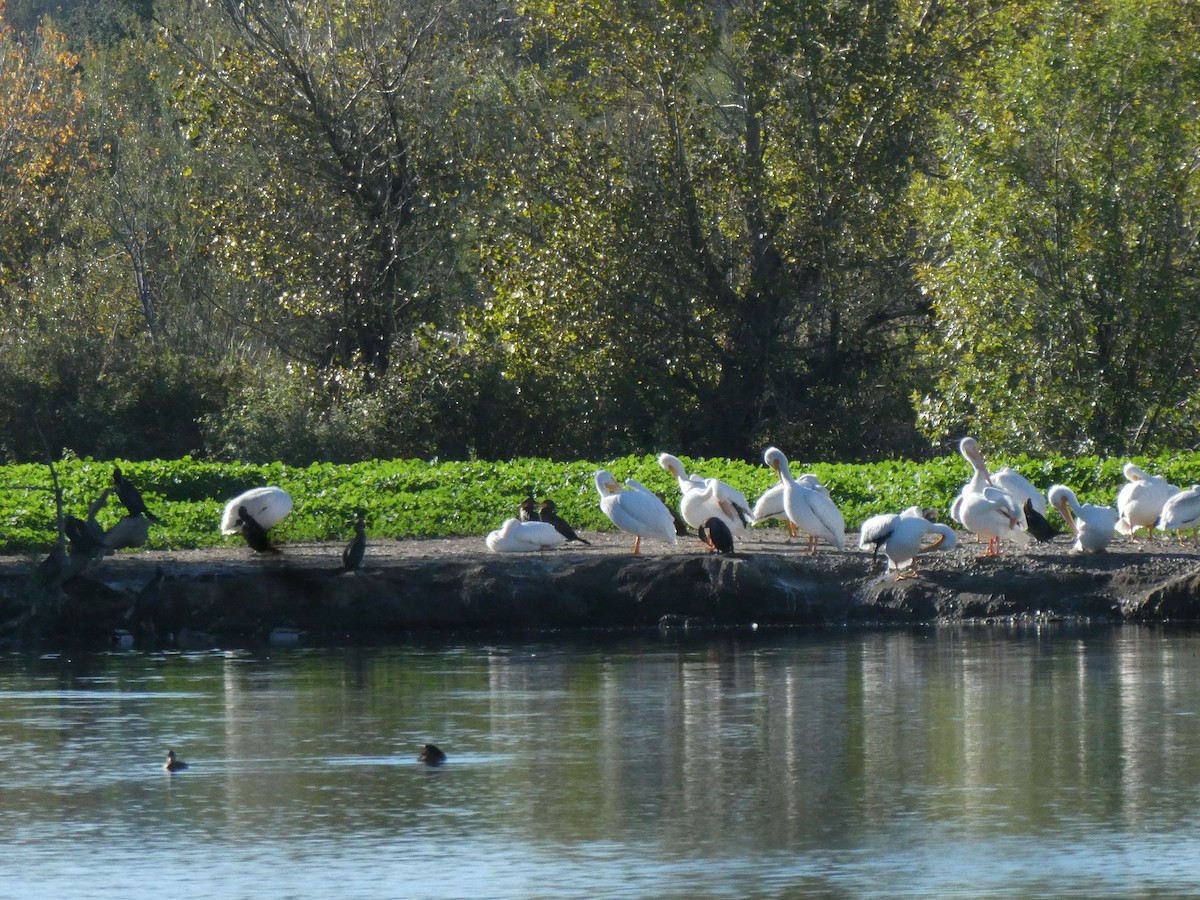 アメリカシロペリカン - ML646005984