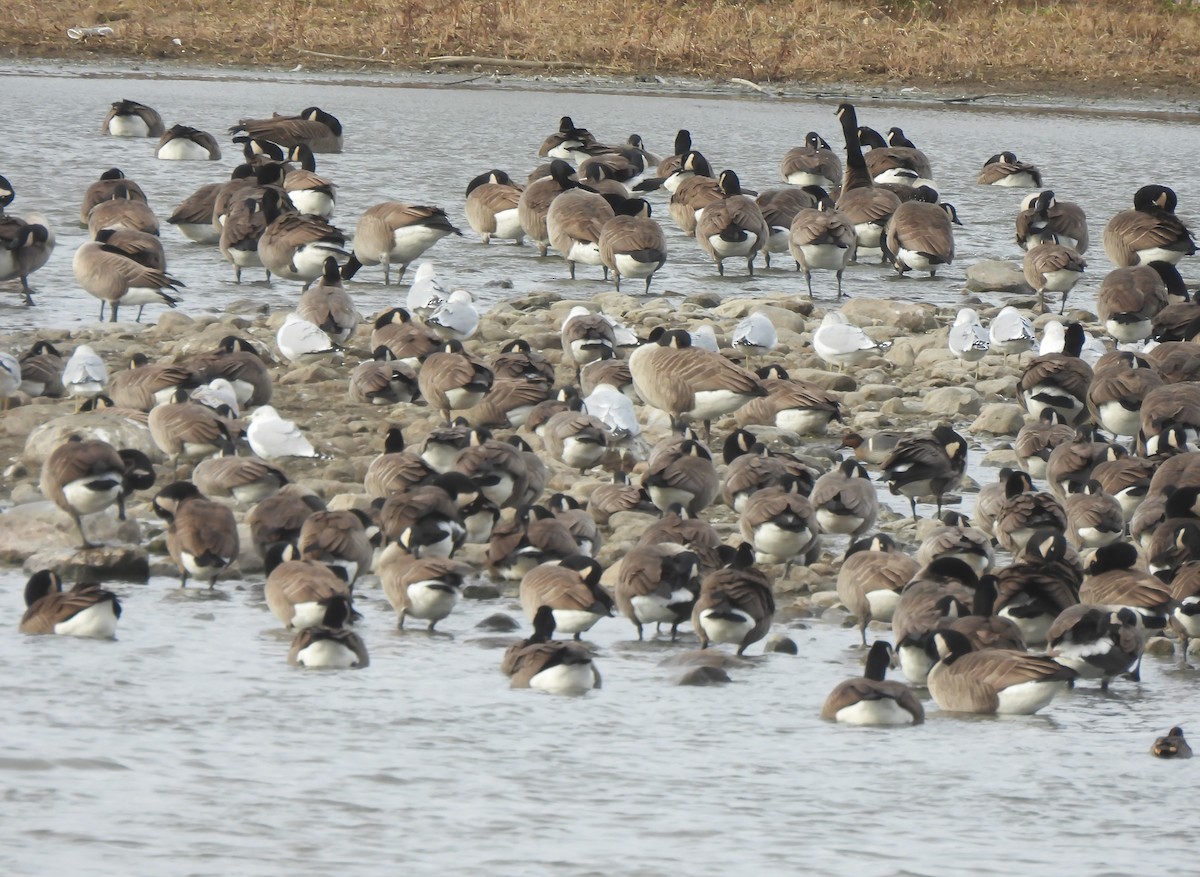 クロワカモメ - ML646005994