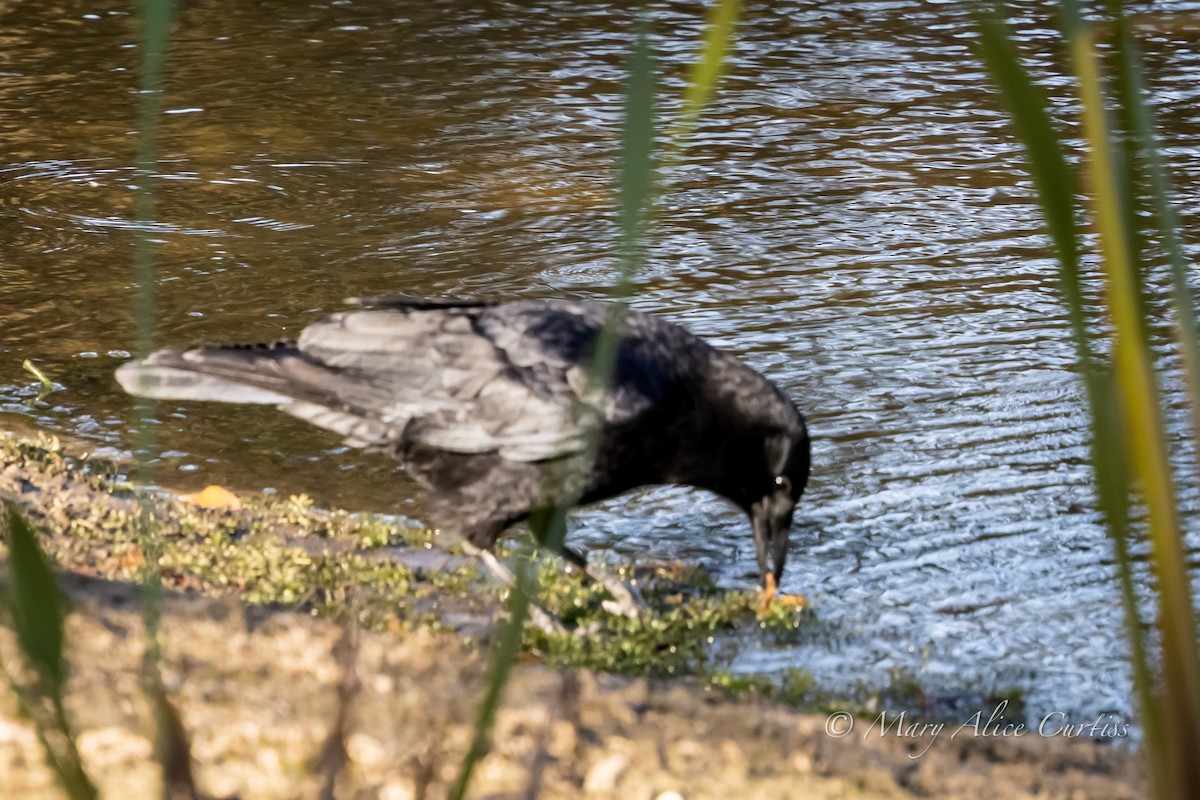 アメリカガラス - ML646005995