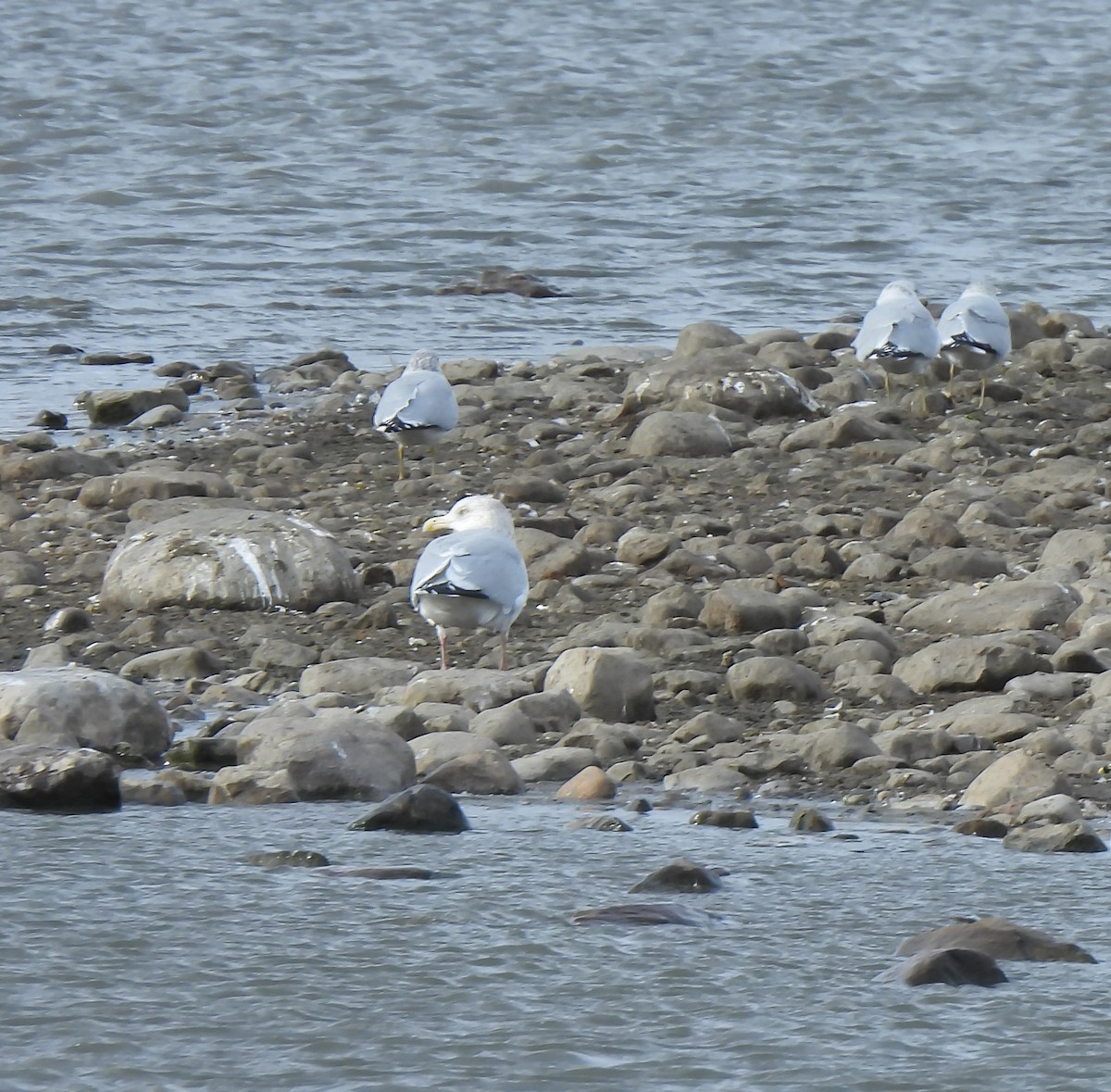 アメリカセグロカモメ - ML646006007