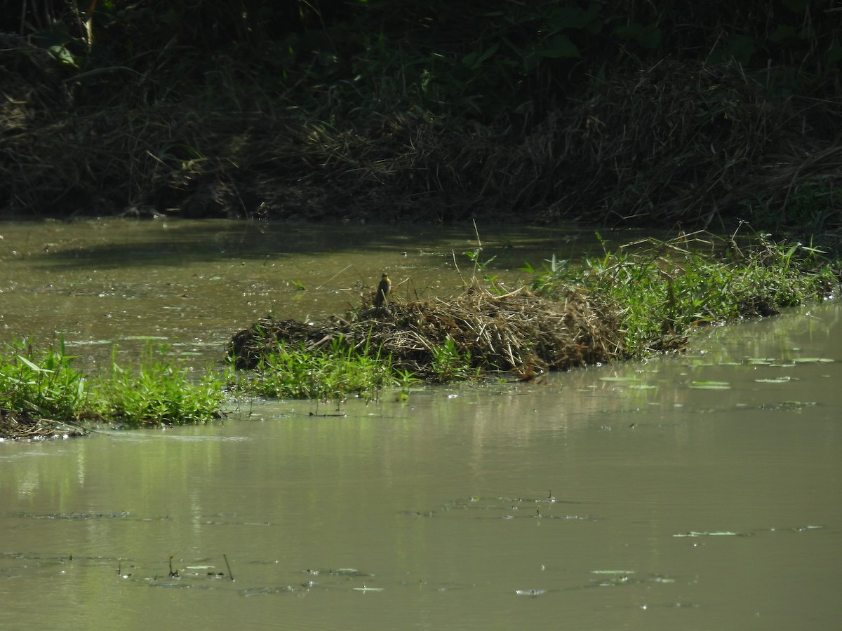 ニシツメナガセキレイ - ML646006008