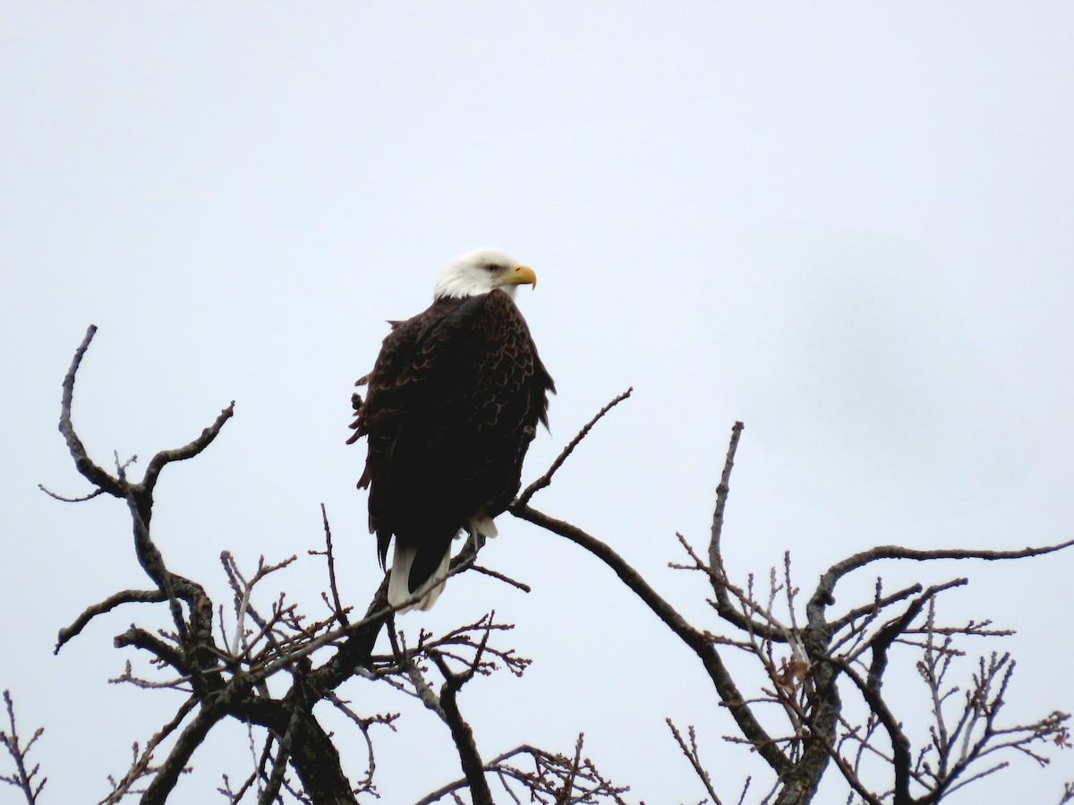 ハクトウワシ - ML646006009