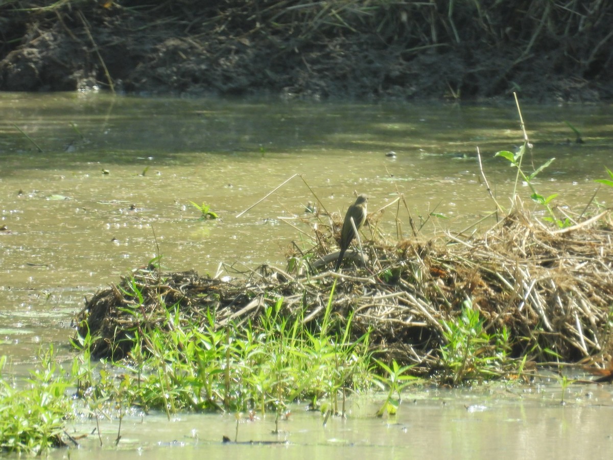 ニシツメナガセキレイ - ML646006010