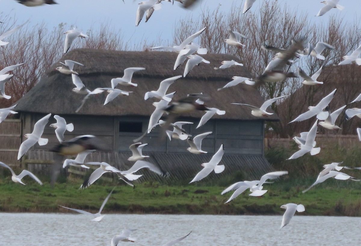 ユリカモメ - ML646006011