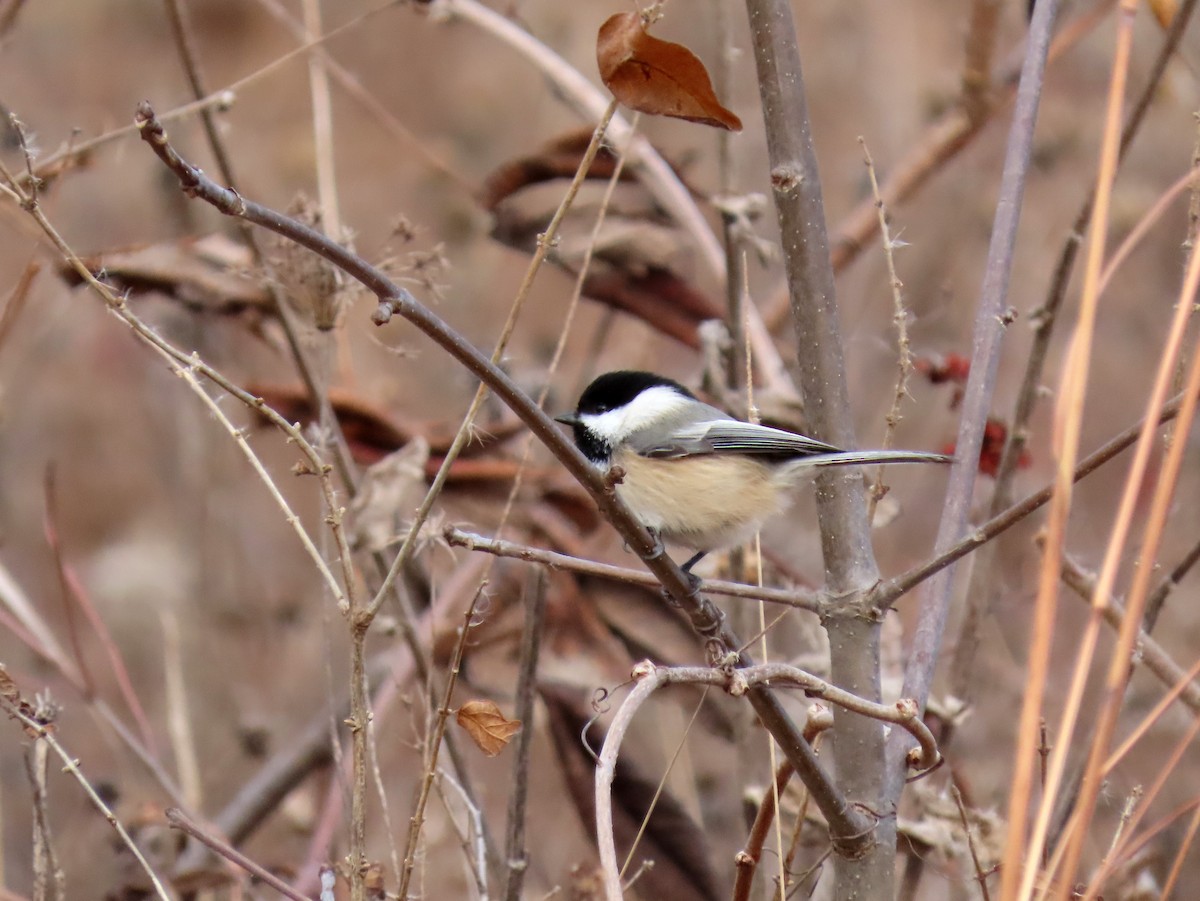 アメリカコガラ - ML646006020