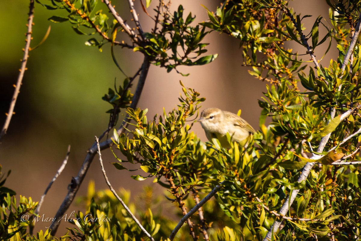 ヤシアメリカムシクイ - ML646006021