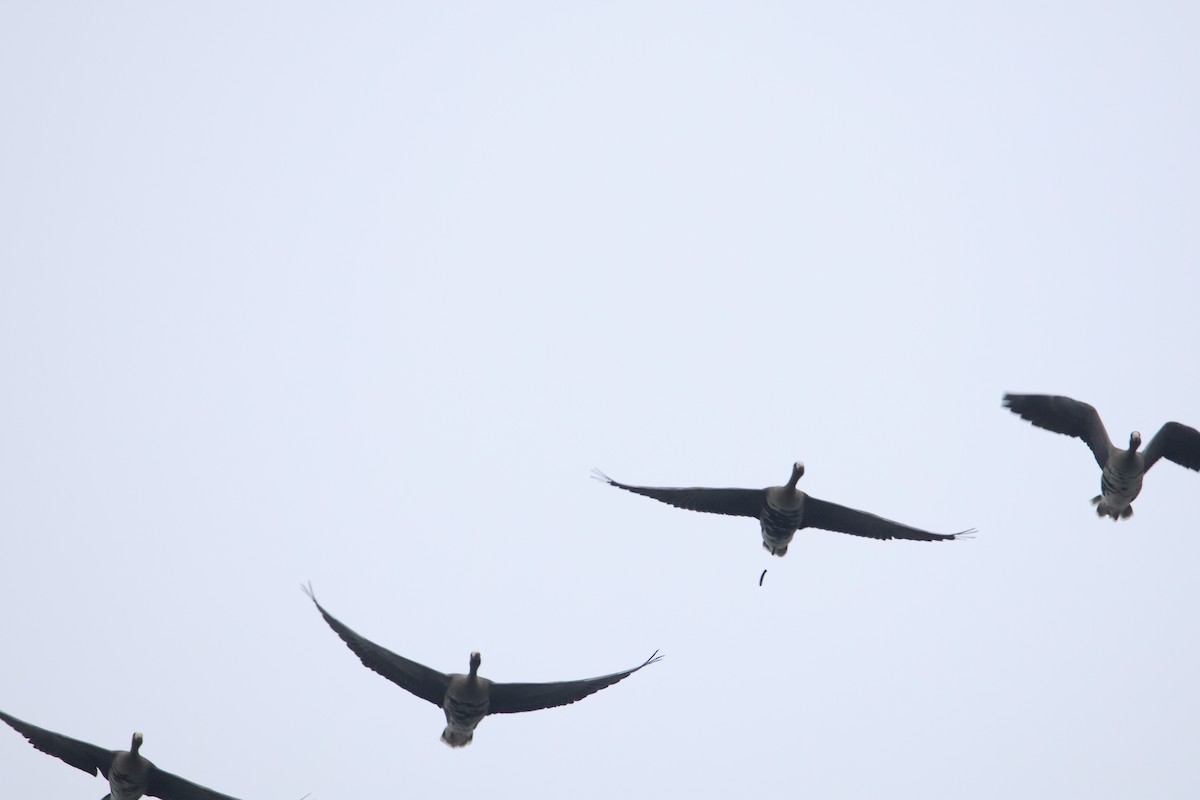 マガン - ML646006027