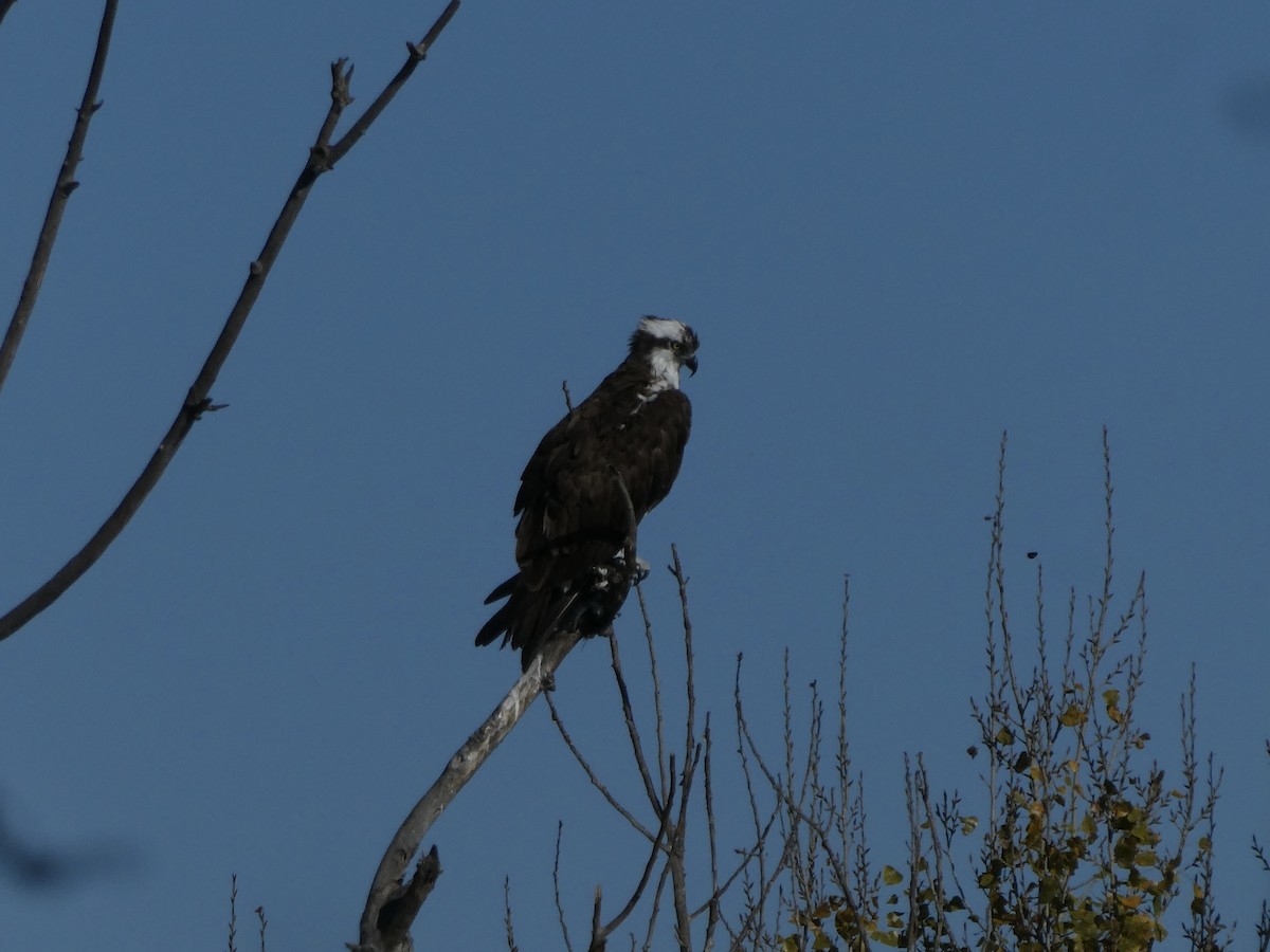 Osprey - ML646006031