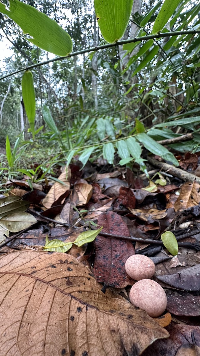 Common Pauraque - ML646006033