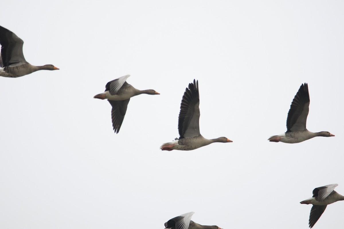 Graylag Goose - ML646006038