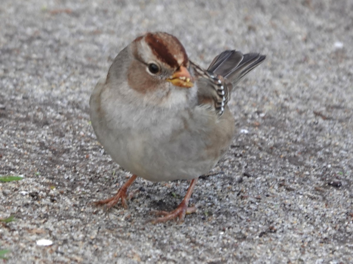 Chingolo Coroniblanco - ML646006039